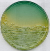 WL Nutrient Agar for microbiology 1 * 500g